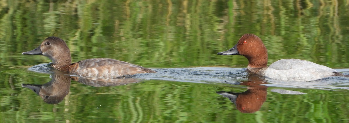 Common Pochard - ML643538019