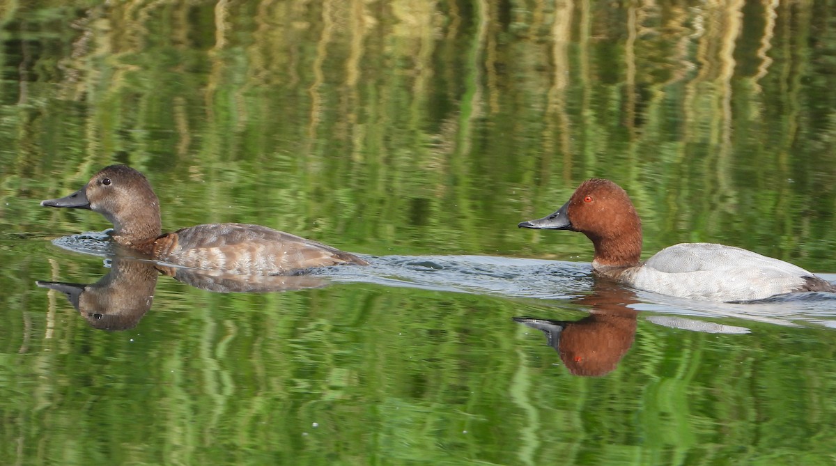 Common Pochard - ML643538020