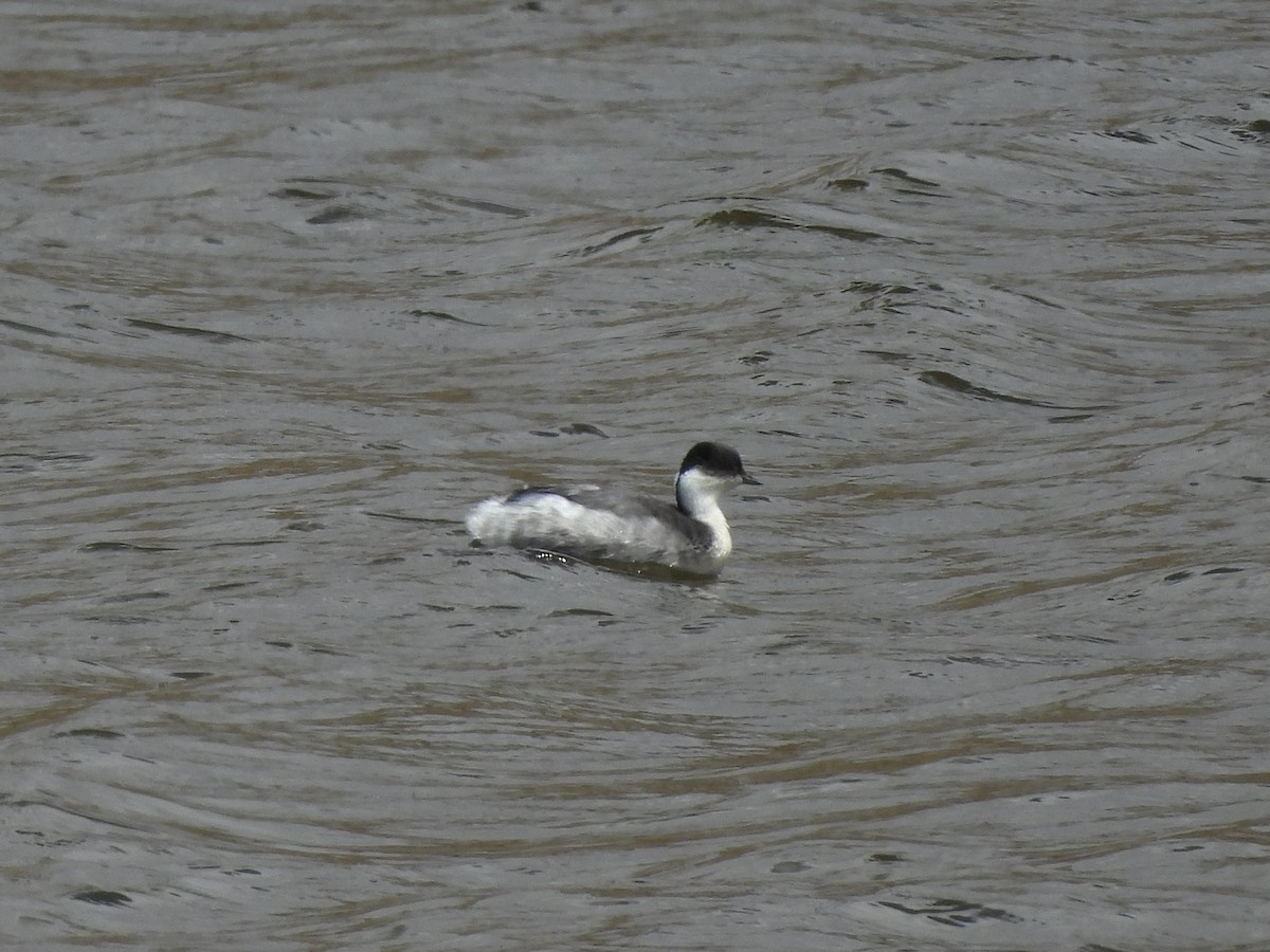 Silvery Grebe (Andean) - ML643538022