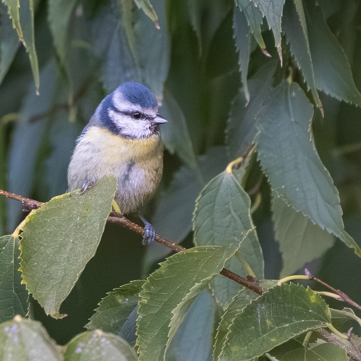 Eurasian Blue Tit - ML643538038