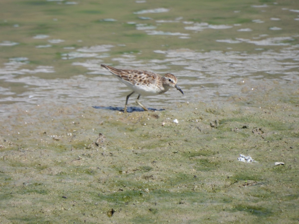 Least Sandpiper - ML643538074