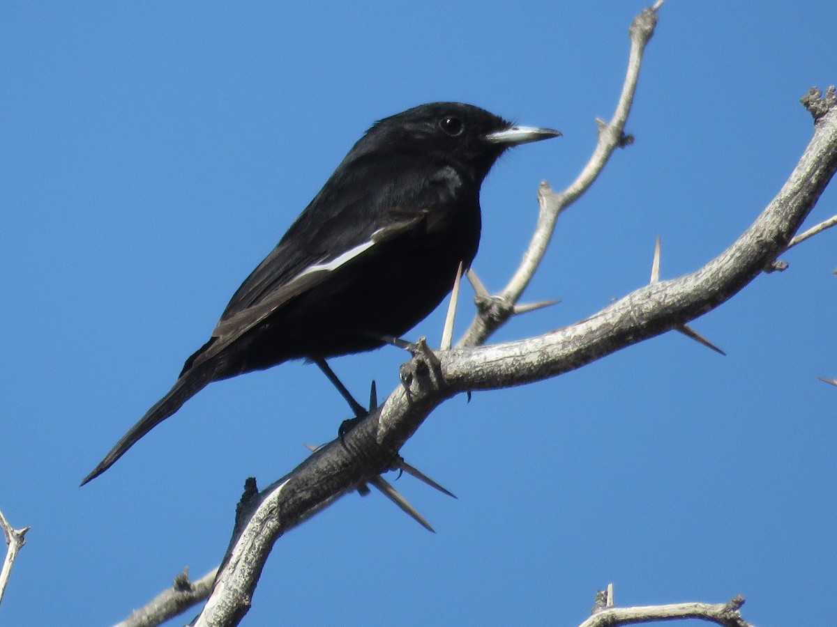 White-winged Black-Tyrant - ML643538113