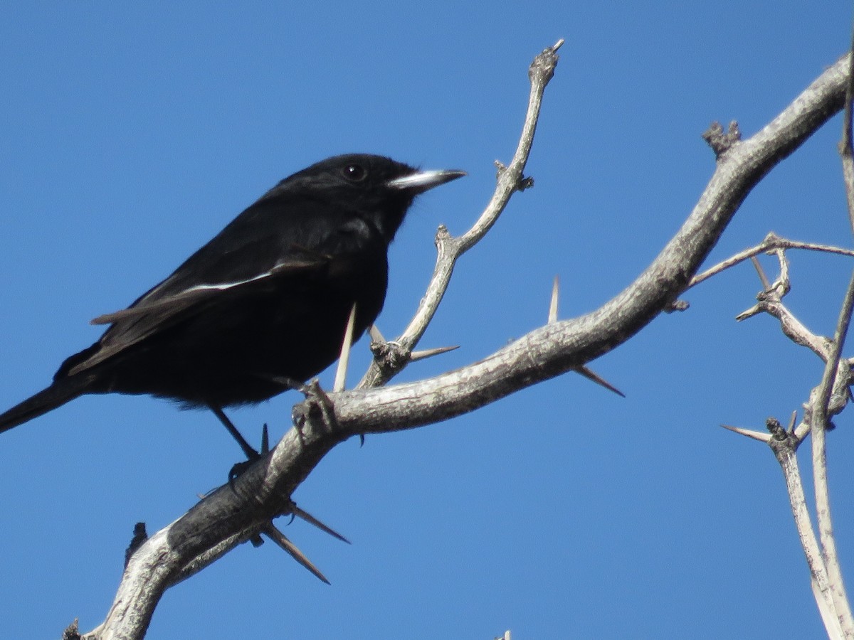 White-winged Black-Tyrant - ML643538114