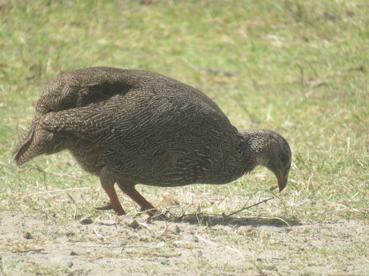 Cape Spurfowl - ML643538122