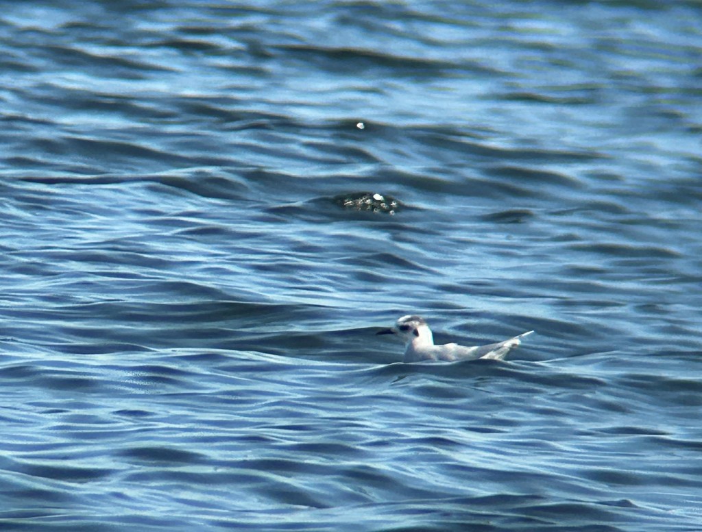Little Gull - ML643538157