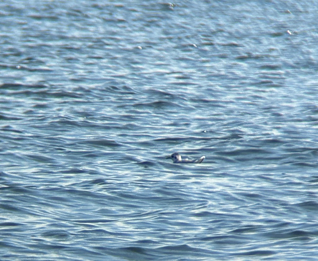 Little Gull - ML643538158