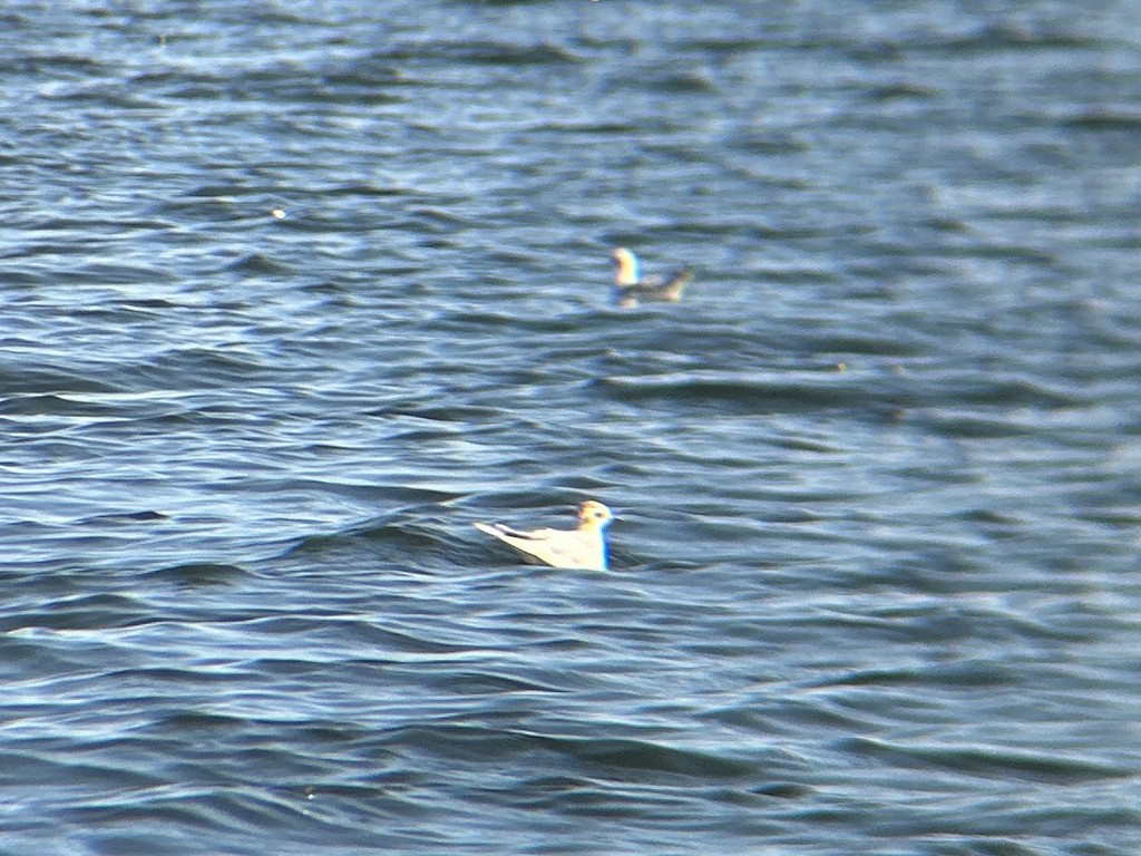 Little Gull - ML643538159