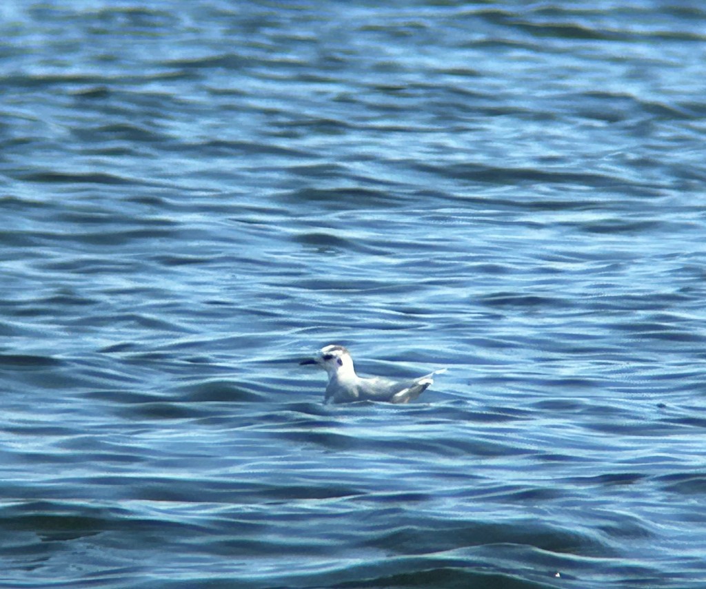 Little Gull - ML643538160