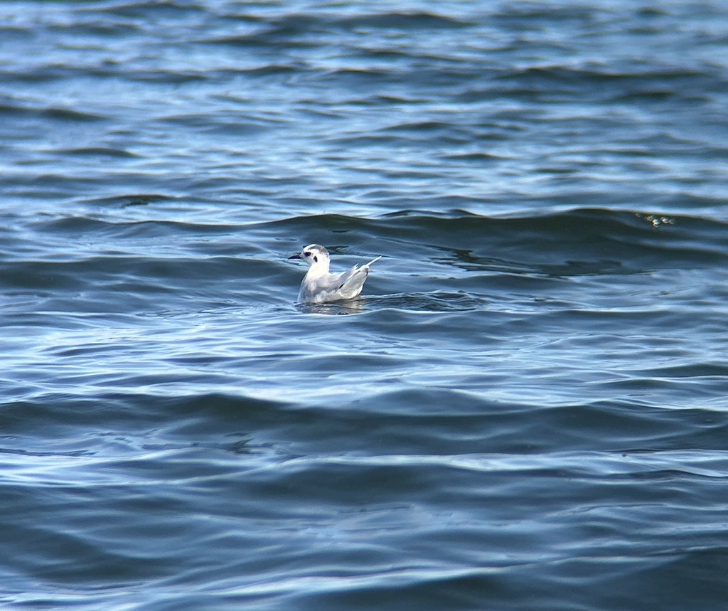 Little Gull - ML643538161