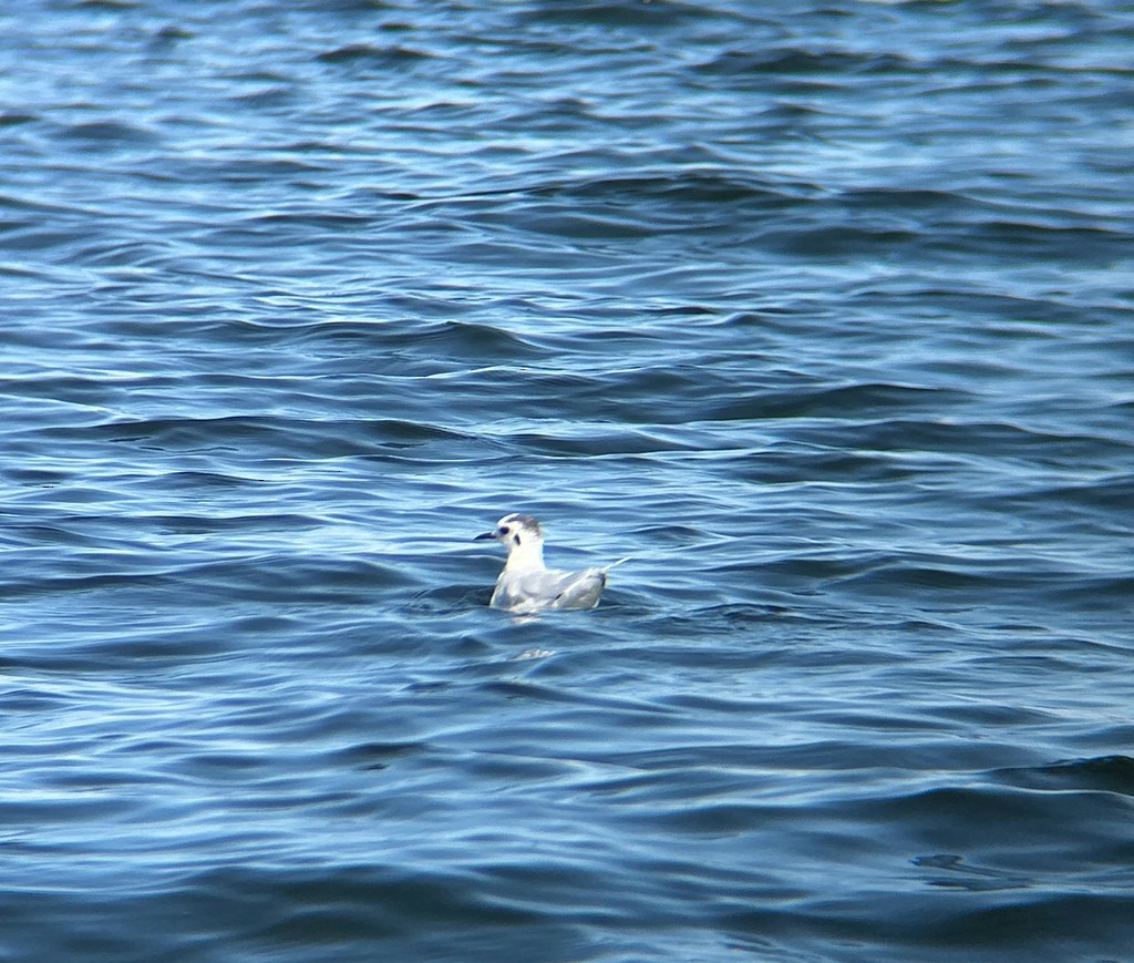 Little Gull - ML643538162