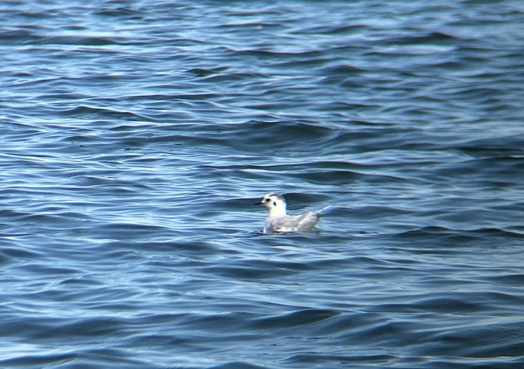 Little Gull - ML643538163