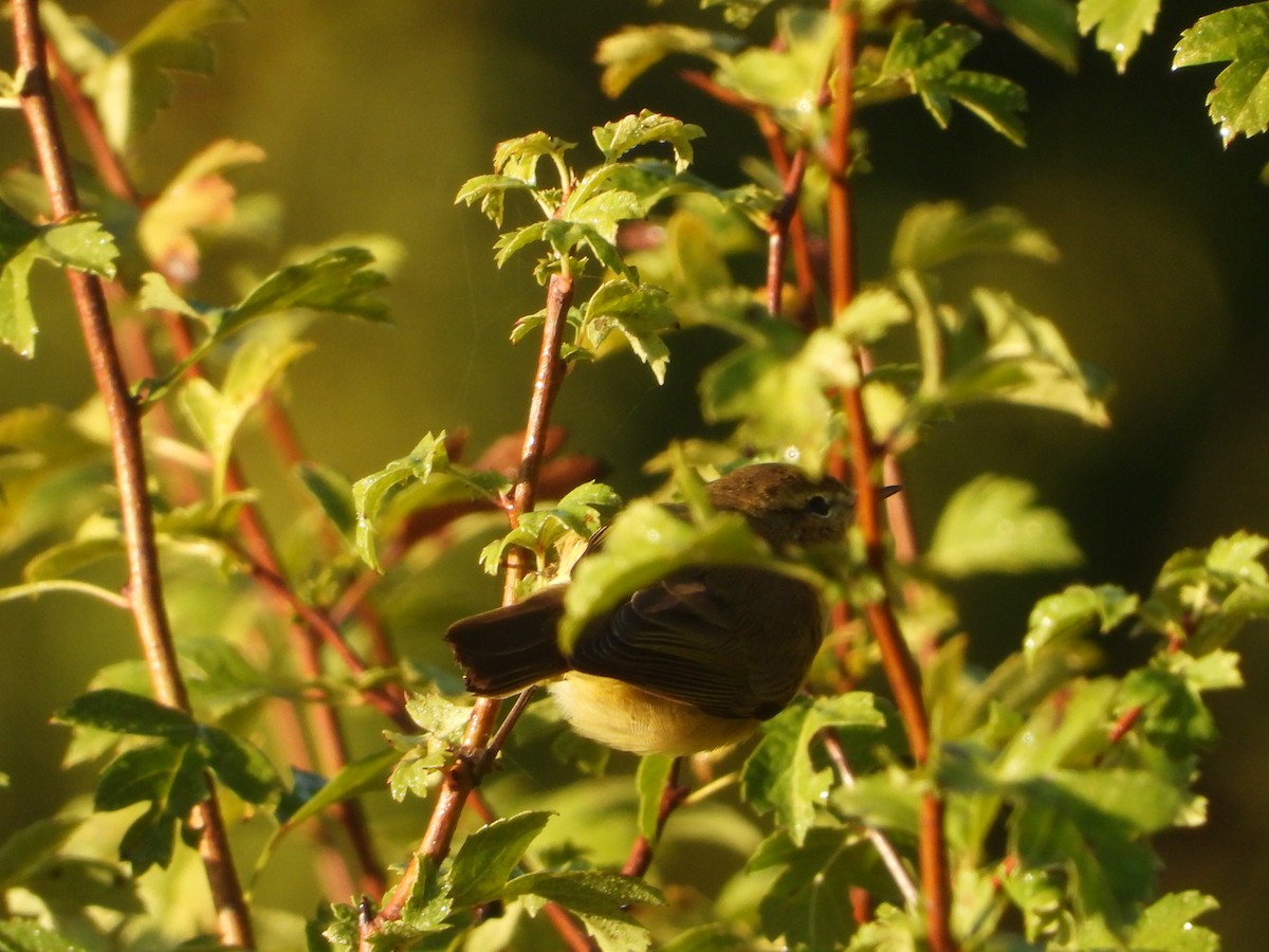 Common Chiffchaff - ML643538190