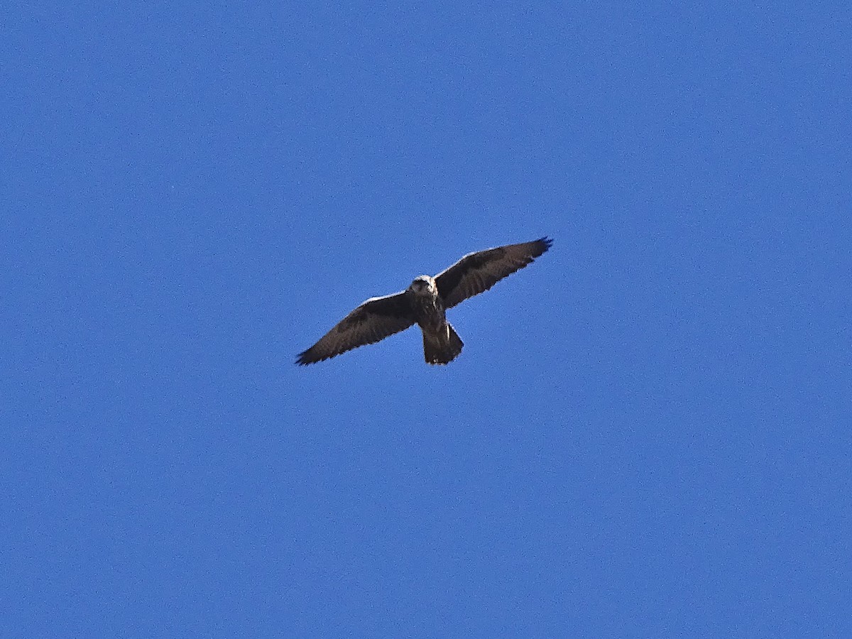 Saker Falcon - ML643538206