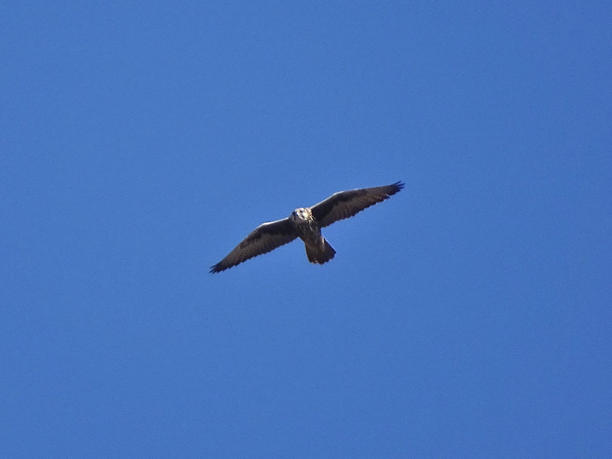 Saker Falcon - ML643538207