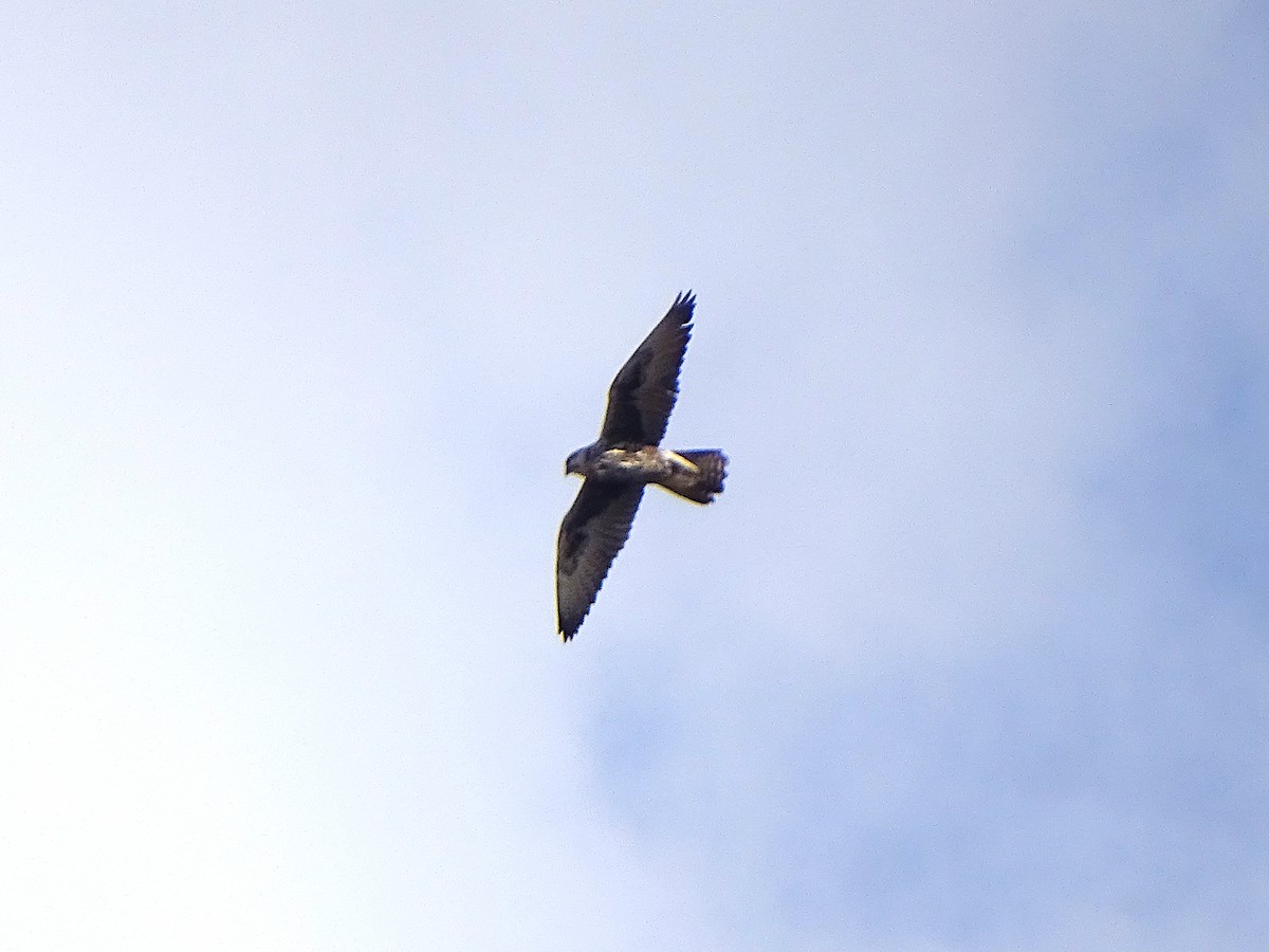 Saker Falcon - ML643538208