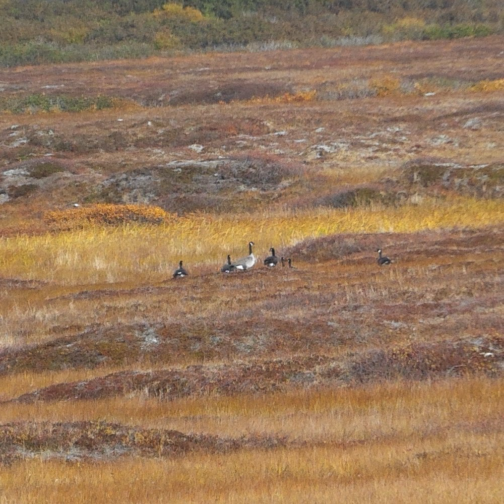 Cackling Goose (Taverner's) - ML643538210
