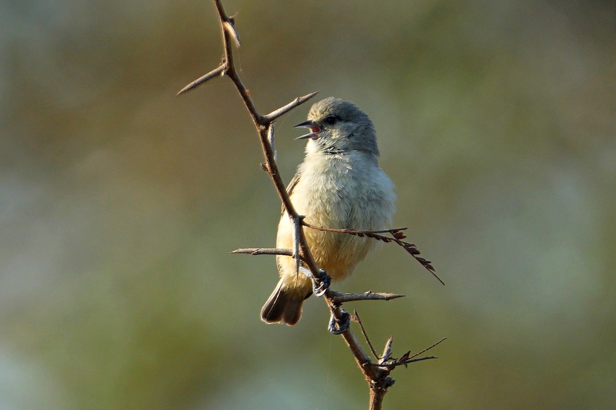 African Penduline-Tit - ML643538212