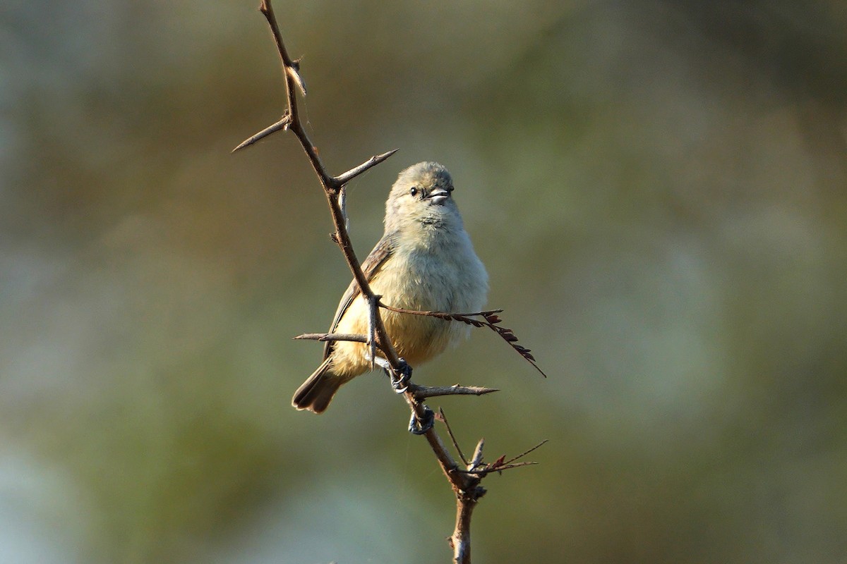 African Penduline-Tit - ML643538213