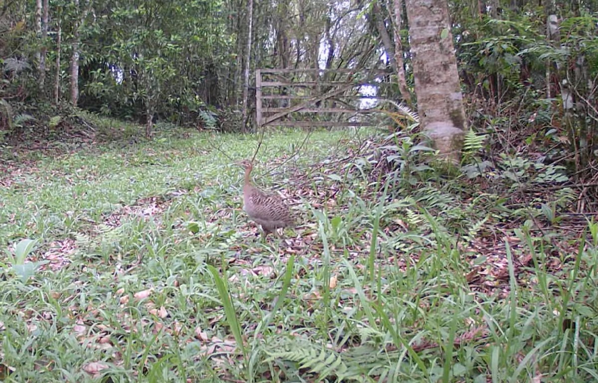 Red-winged Tinamou - ML643538214
