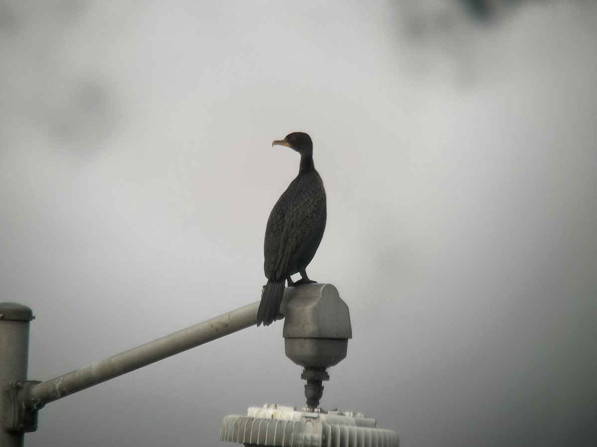 Ohrenscharbe - ML643538220