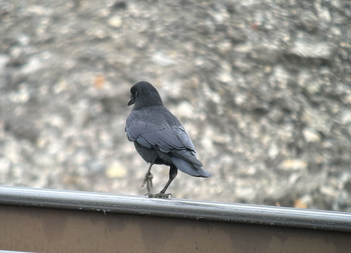 Amerikakrähe - ML643538243