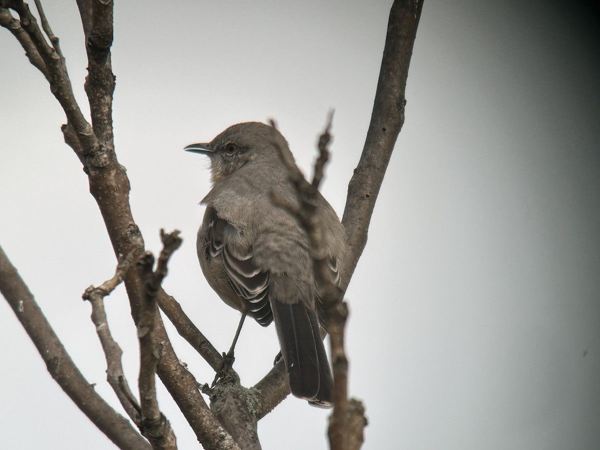 Gartenspottdrossel - ML643538245