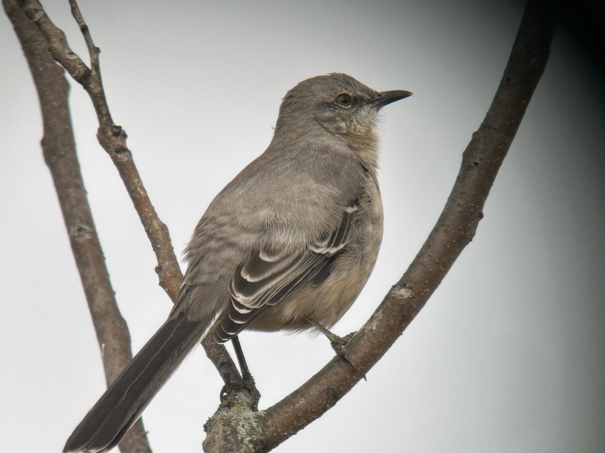 Gartenspottdrossel - ML643538246