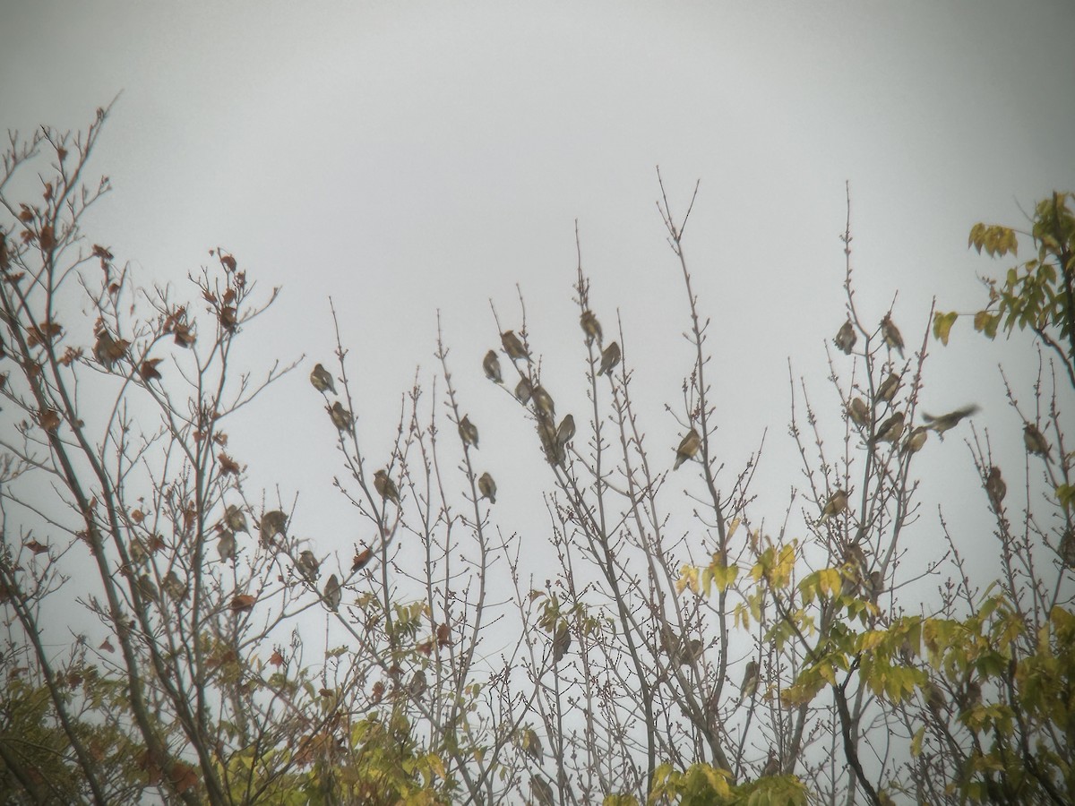 Cedar Waxwing - ML643538252