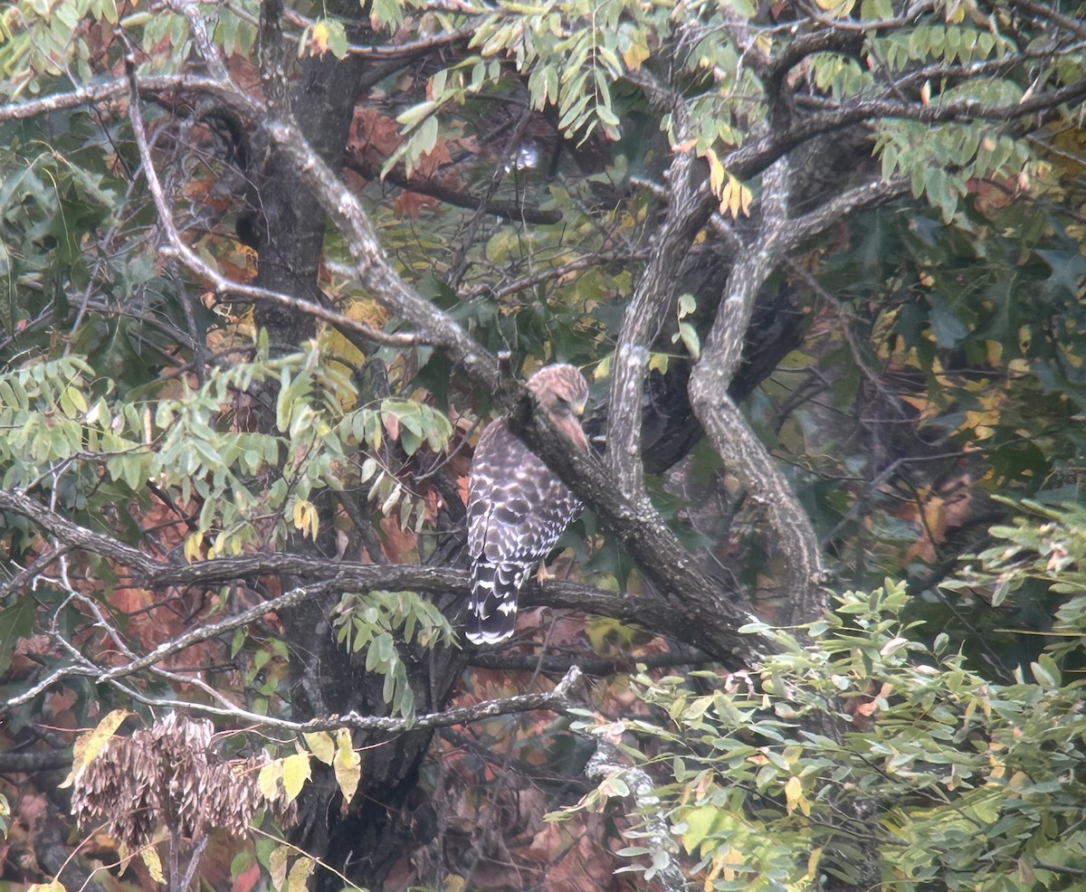 Red-shouldered Hawk - ML643538264