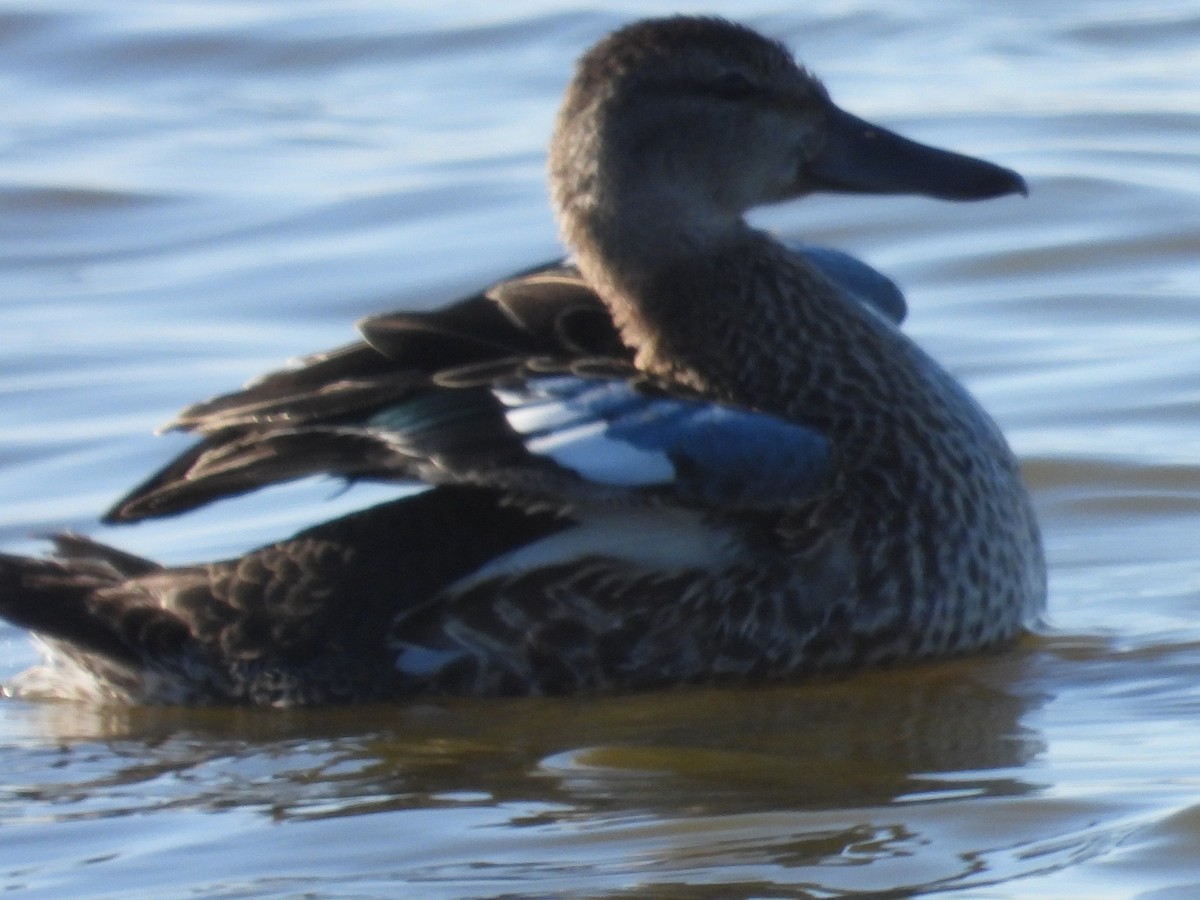 Blauflügelente - ML643538267