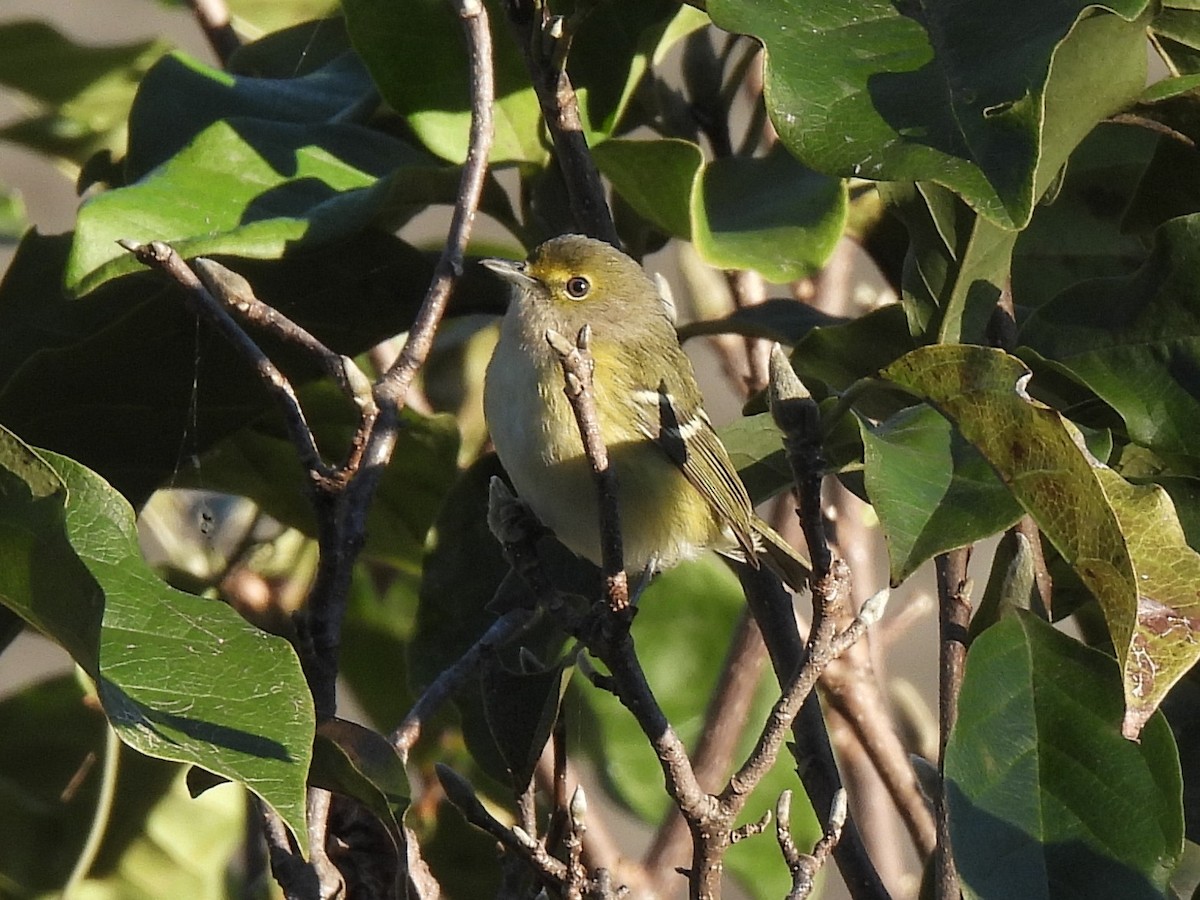 Ak Gözlü Vireo - ML643538281