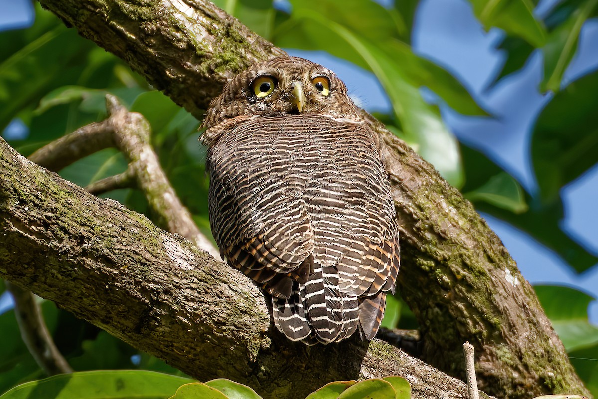 Jungle Owlet - ML643538289