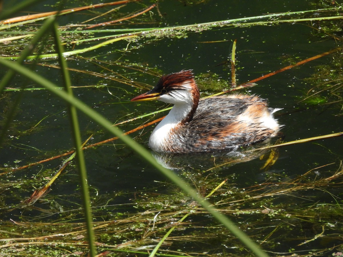 Titicaca Grebe - ML643538304