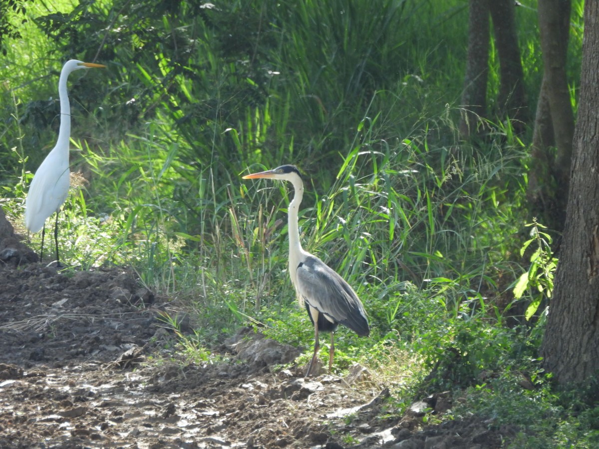 Cocoi Heron - ML643538305