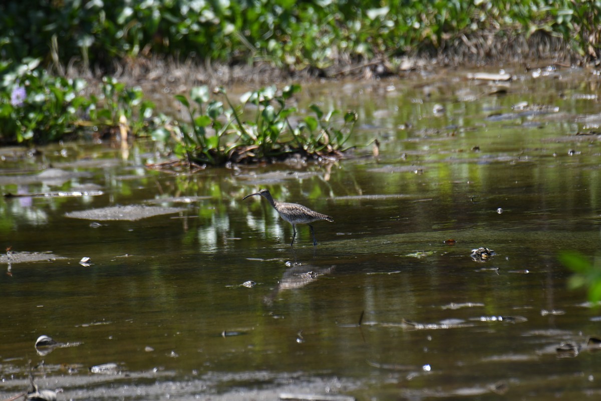 Whimbrel - ML643538308