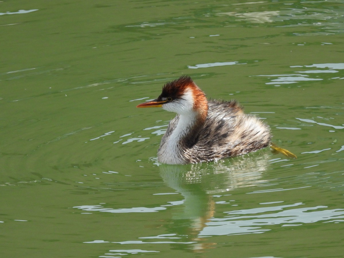 Titicaca Grebe - ML643538320