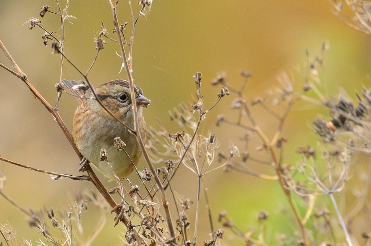 Swamp Sparrow - ML643538333