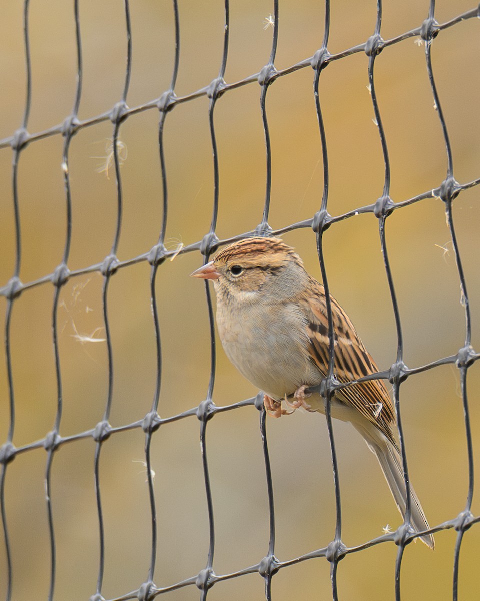 Chipping Sparrow - ML643538338