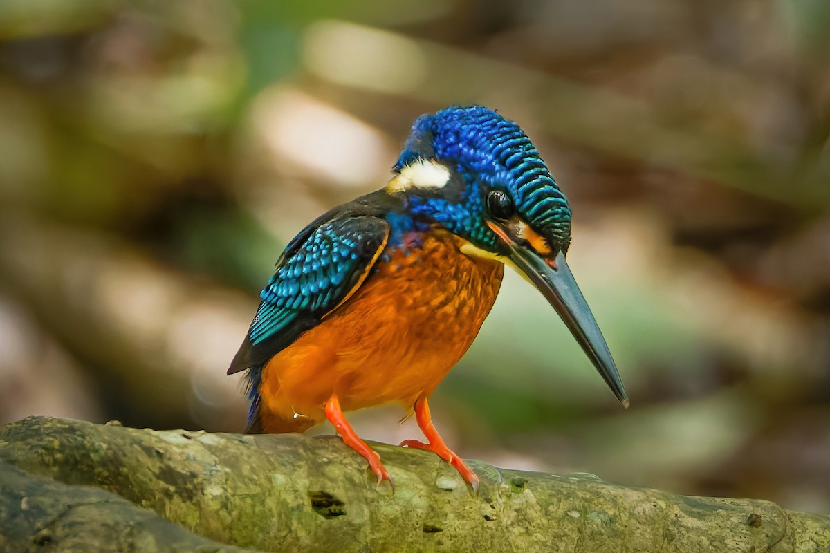Blue-eared Kingfisher - ML643538362