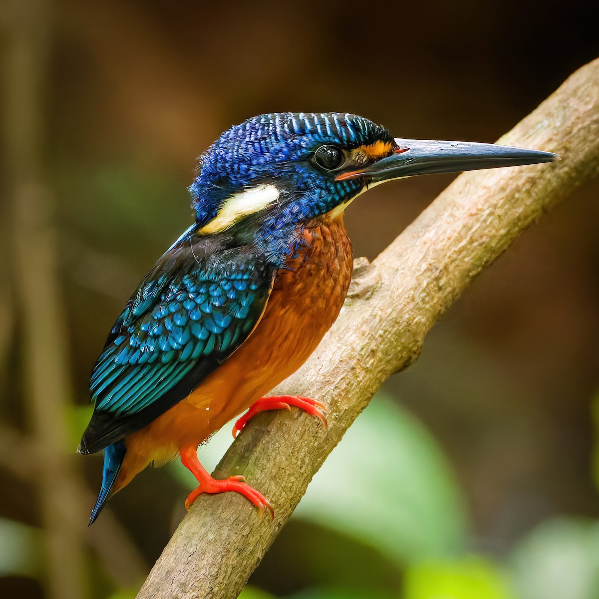 Blue-eared Kingfisher - ML643538363
