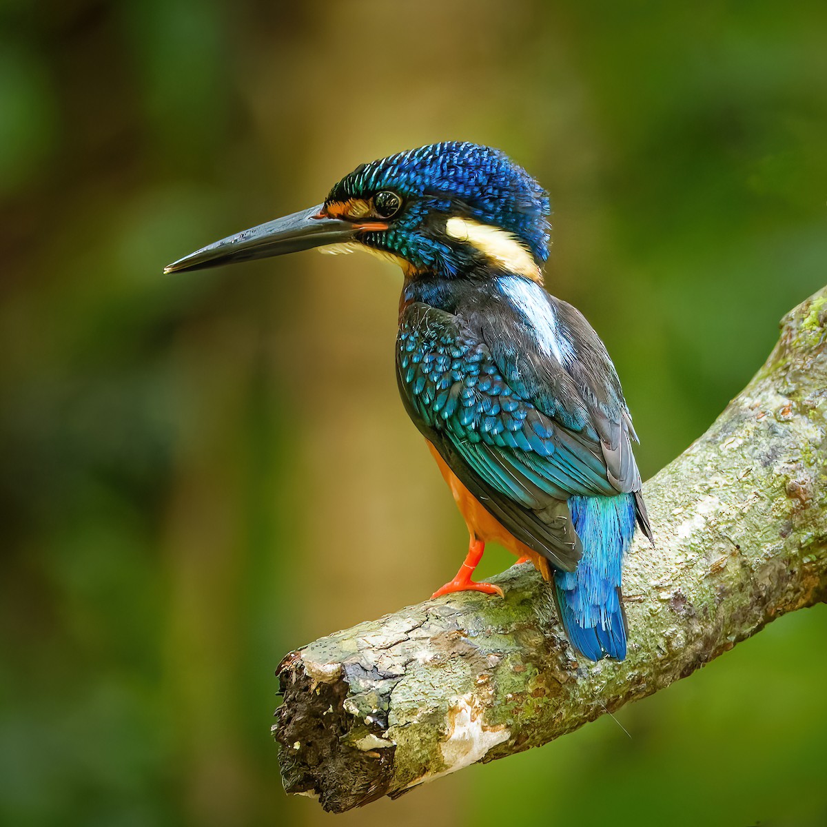 Blue-eared Kingfisher - ML643538364