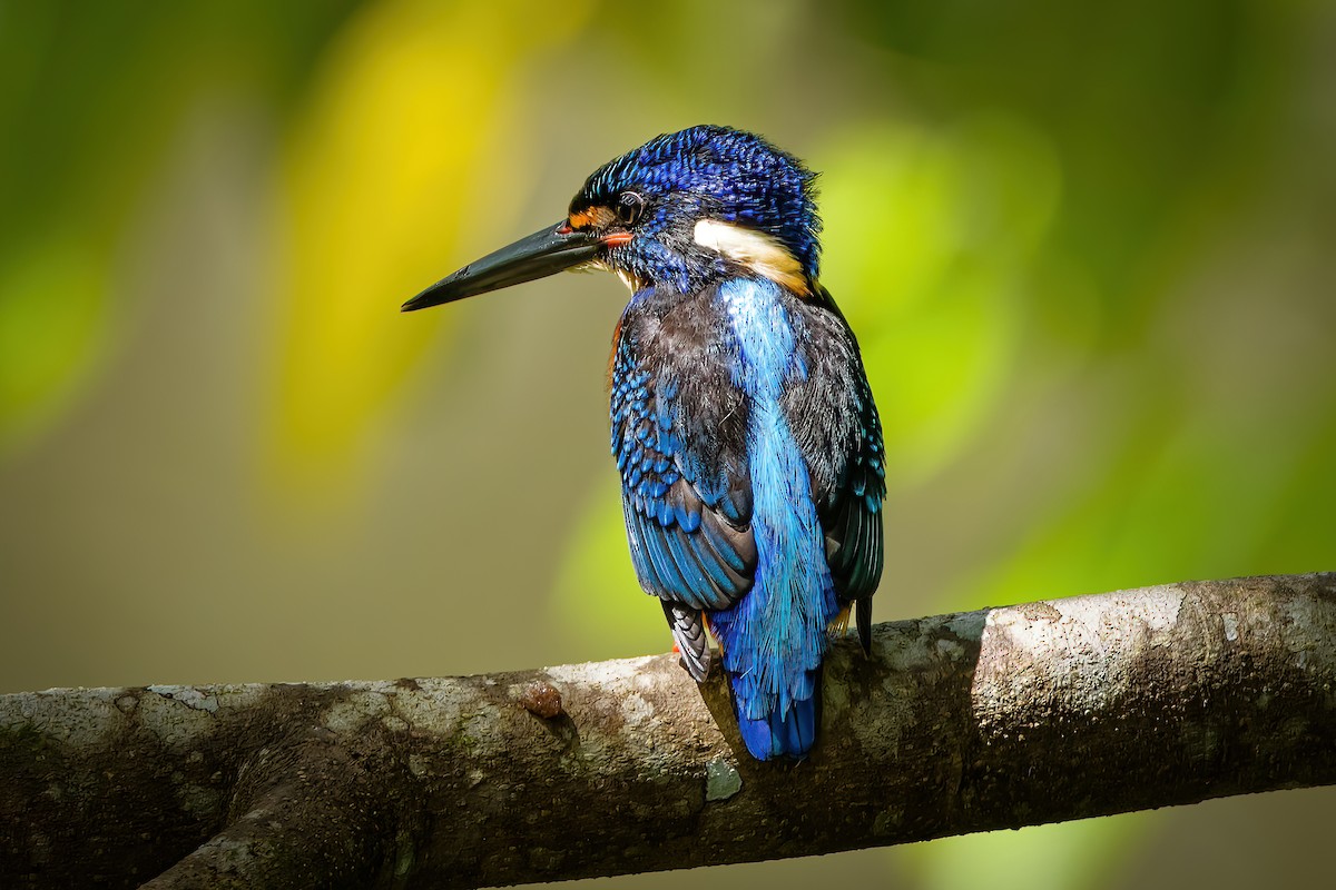 Blue-eared Kingfisher - ML643538365