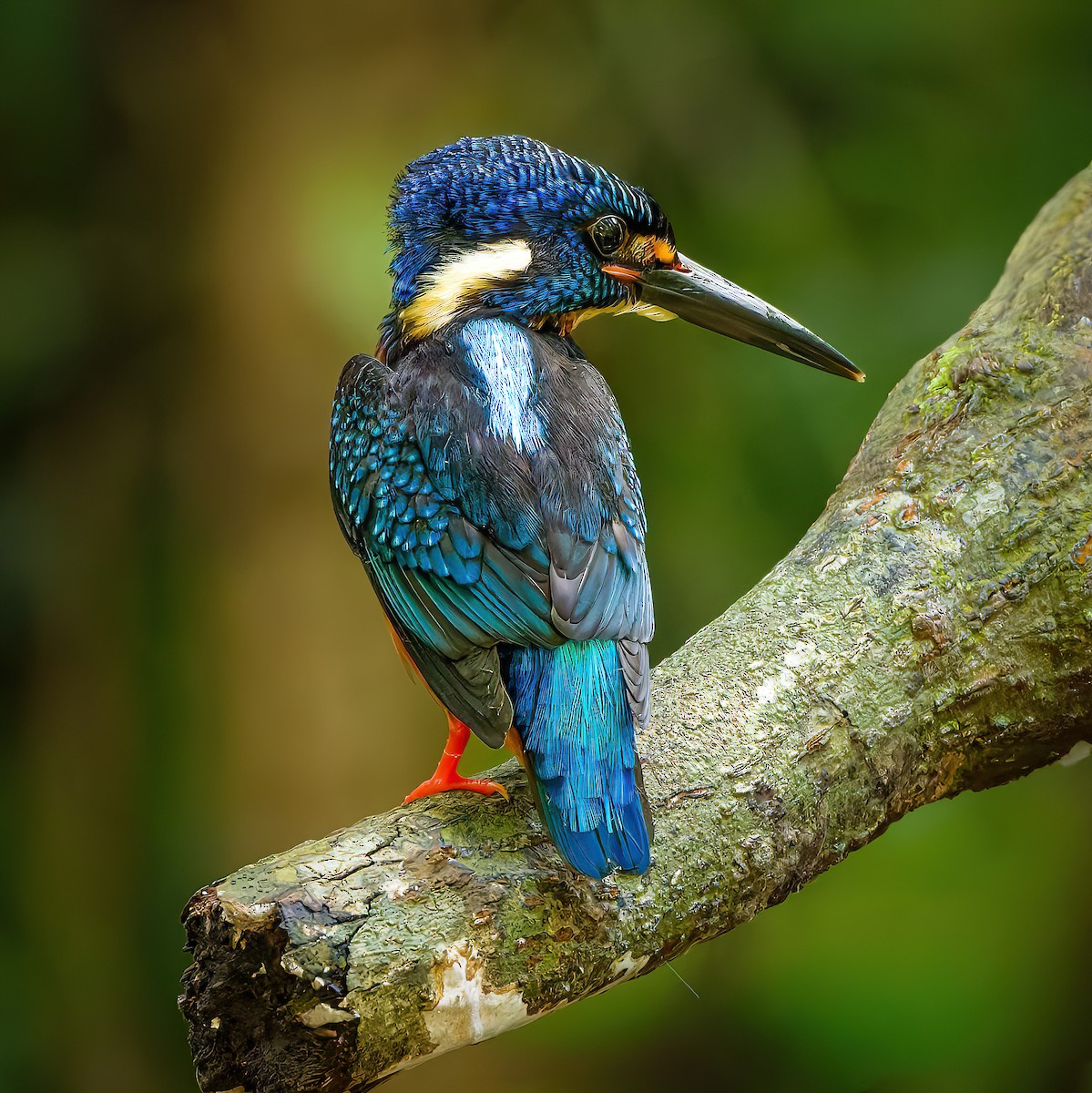 Blue-eared Kingfisher - ML643538366