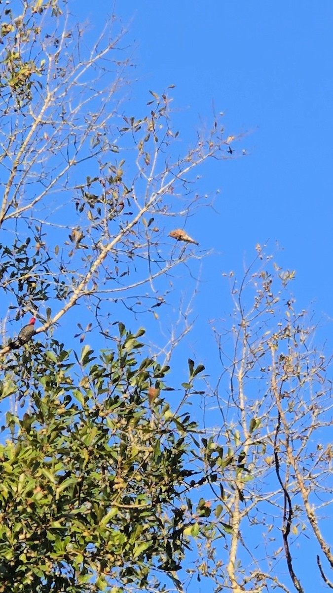 Red-bellied Woodpecker - ML643538372