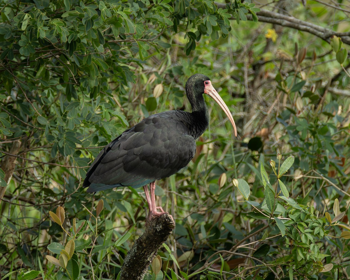 Bare-faced Ibis - ML643538373