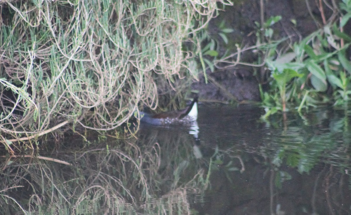 Spot-flanked Gallinule - ML643538381