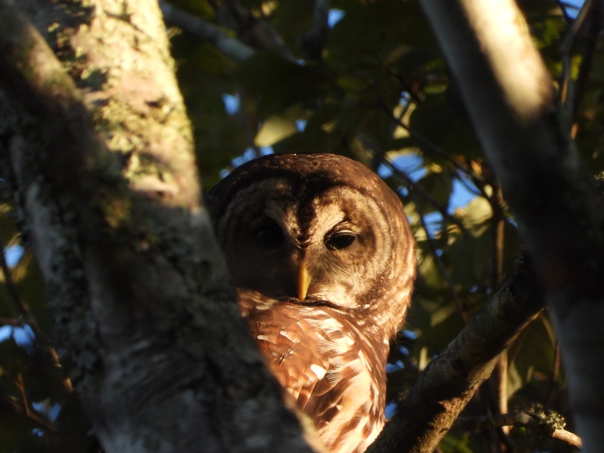 Barred Owl - ML643538389