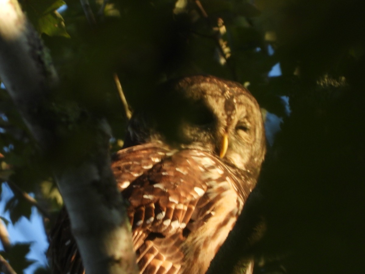 Barred Owl - ML643538390