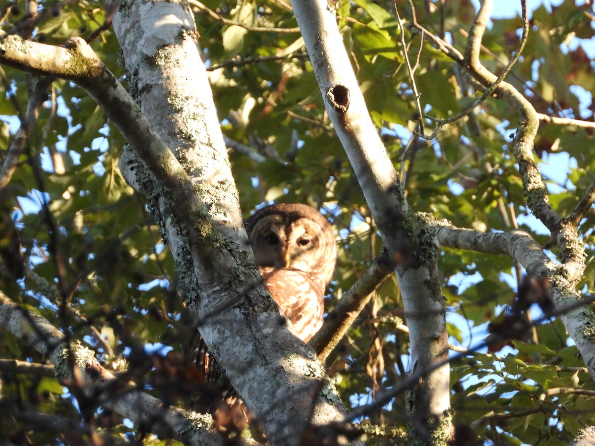 Barred Owl - ML643538391