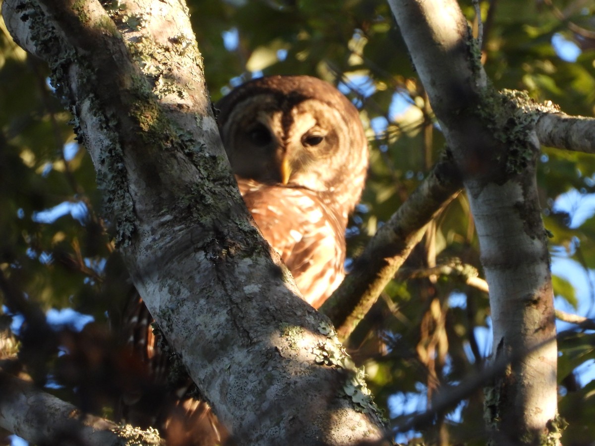 Barred Owl - ML643538393